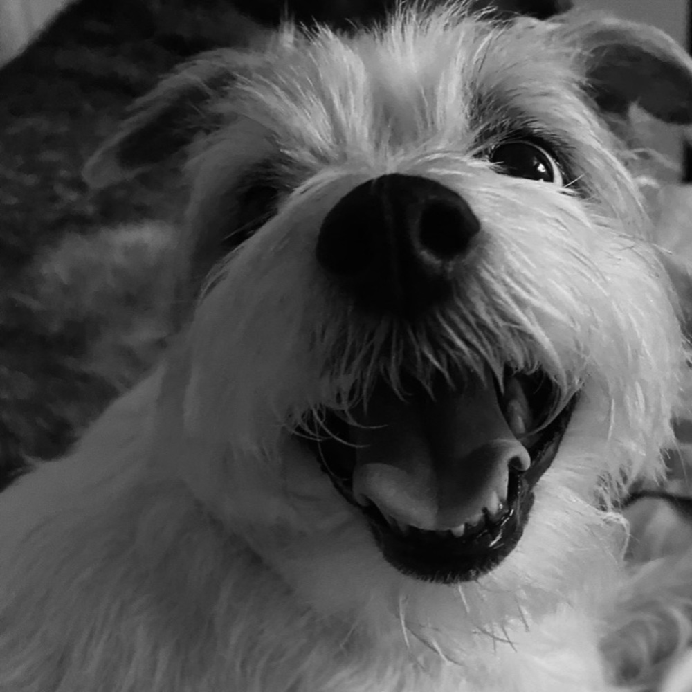 Dog allergy information! ✿
